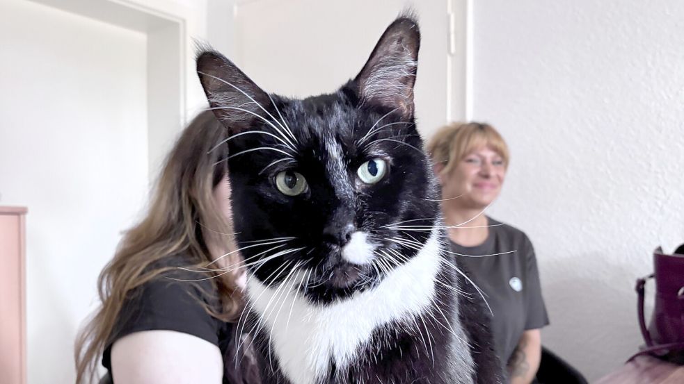 Kater Cleo (10) drängt sich neugierig vor die Kamera. Für Suzan Brieler (rechts) sind er und Katze Sissi mehr als Haustiere – sie sind Halt in einer schweren Zeit. Doch sie sind auch ein Grund, warum sie keine Wohnung findet. Foto: Nicole Böning