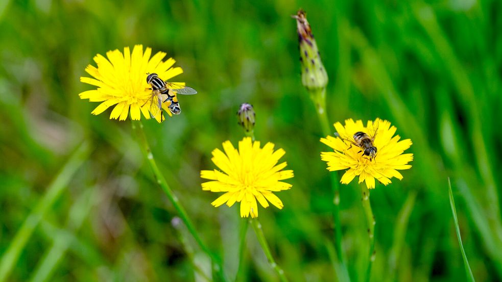 Bienen und andere Insekten fliegen die Blüten des Ferkelkrauts gerne an. Foto: Klaus Ortgies