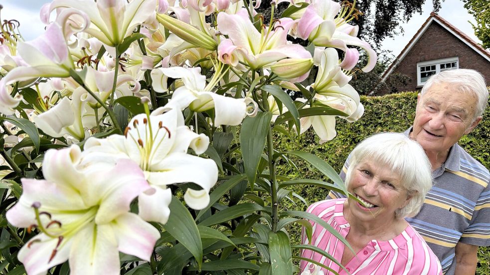 Monika und Alfons Gieré schauen hinter ihrer riesigen Lilie hervor. Die „Pretty Woman“ in ihrem Vorgarten in Wiesmoor trägt in diesem Jahr 131 Blüten. Foto: Nicole Böning