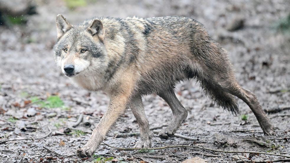 Ein Wolf läuft durch ein Gehege im Tierpark Wildparadies Tripsdrill in Baden-Württemberg. Foto: Bernd Weißbrod/dpa