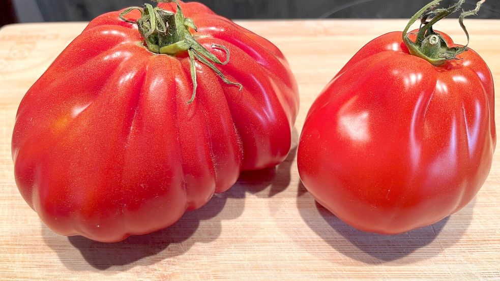 Gute Tomaten sind wichtig, damit es auch richtig aromatisch schmeckt. Diese sind doch schon optisch ein Traum! Foto: Carmen Leonhard
