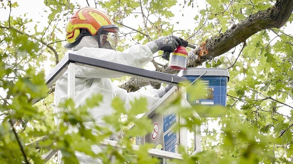 Ein Mitarbeiter einer Spezialfirma entfernt mit Hilfe eines Bunsenbrenners ein Nest des Eichenprozessionsspinners. Foto: Michael Ukas/dpa