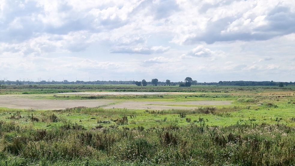 Nur im hinteren Bereich des Polders hat sich bei der Trockenheit noch etwas Wasser gehalten. Der Großteil der Fläche ist ausgetrocknet. Foto: Tatjana Gettkowski
