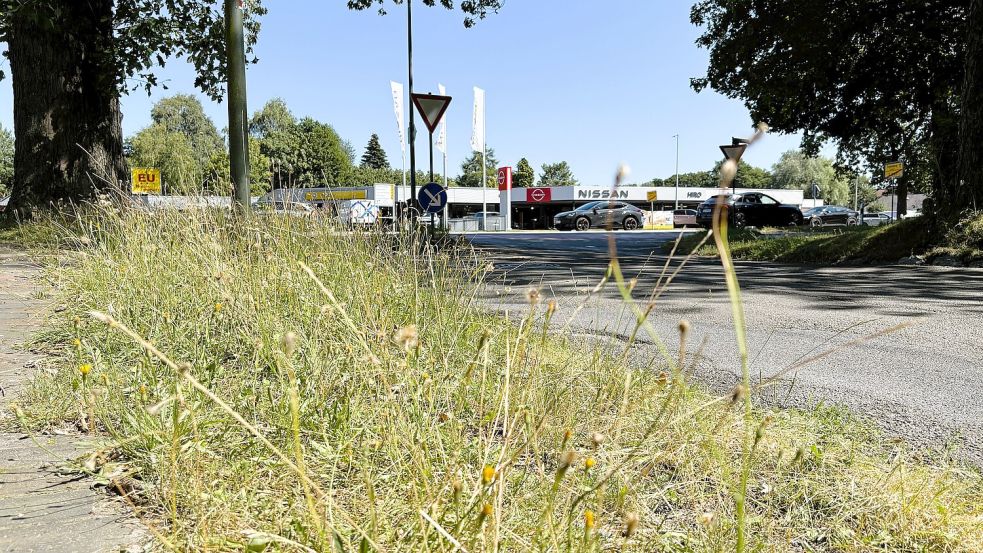 Auf manchen Seitenstreifen, wie an der Saarstraße, wächst das Gras in Leer aktuell etwas weiter in die Höhe. Die Stadtwerke Leer erklären die Gründe. Foto: Vera Vogt
