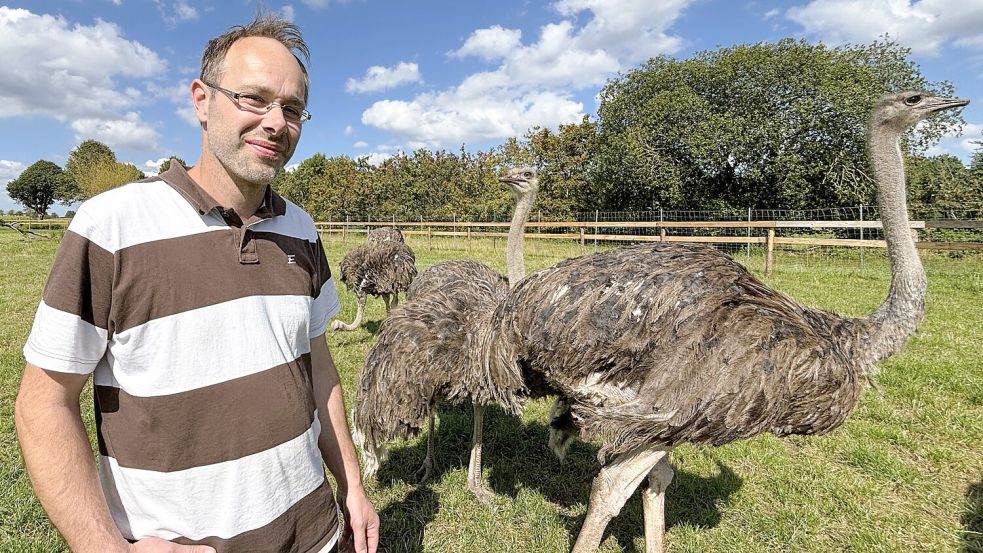 Stefan Ermlich auf der Straußenweide am Fasanenweg: Seit etwa einem Monat leben die sechs Hennen auf seinem Hof in Wiesmoor. Foto: Nicole Böning