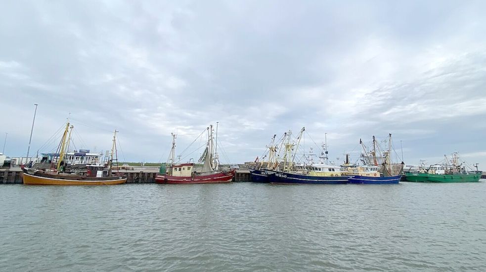 Typische Fischereifahrzeuge Ostfrieslands an der Pier: Die klassischen Kutter heißen wegen ihrer Aufbauten auch Baumkurrenfahrzeuge. Foto: Melanie Hanz