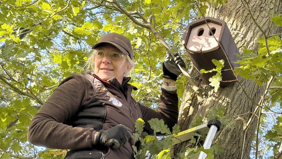 Tanja Schöttler hängt den 35. Nistkasten an der Vogelhotel-Meile am Ostfriesland-Wanderweg auf. Die Idee für das Projekt hatte sie bereits 2018 bei einer Wanderung im Spessart. Foto: Nicole Böning
