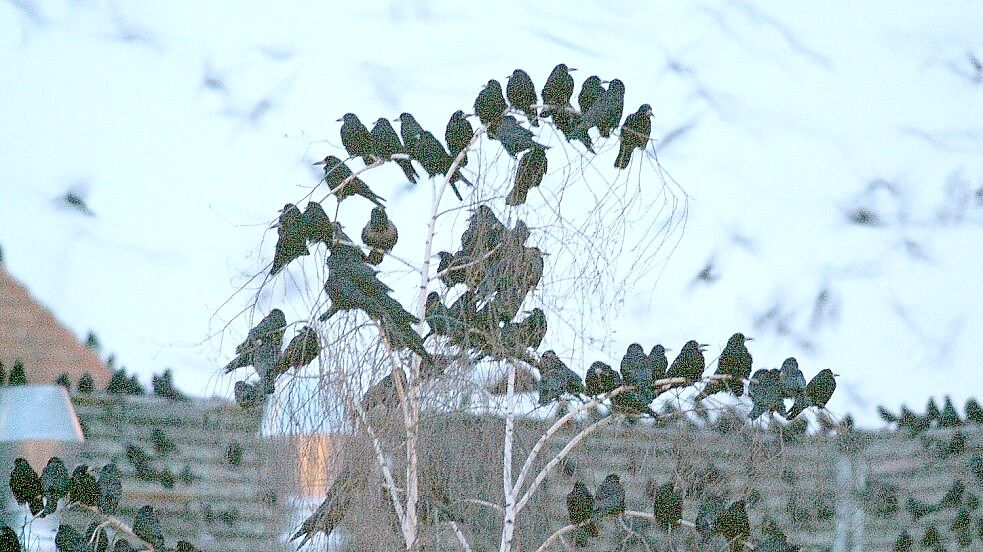Saatkrähen nisten in großen Kolonien. Foto: Sächsische Zeitung/dpa-Zentralbild/dpa