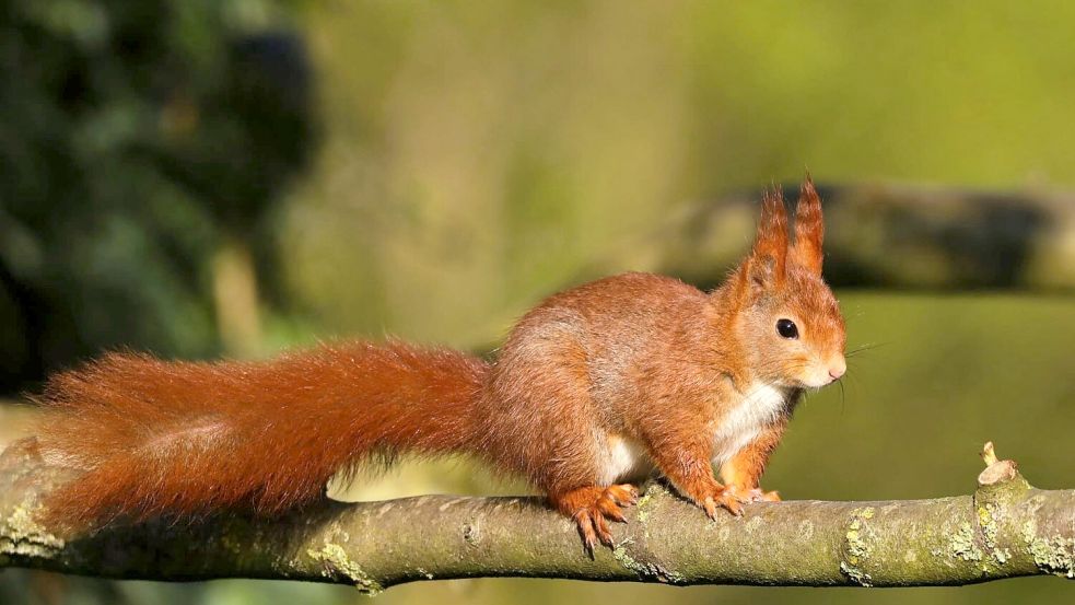 Ein Eichhörnchen sitzt auf einem Ast. Das Foto ist nicht in Emden entstanden, sondern in der Wesermarsch. Foto: Wolfgang Böning